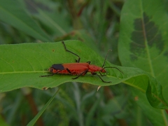 Chauliognathus lecontei