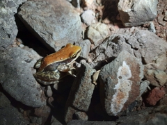 Hydrophylax bahuvistara