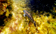 Pinguipes brasilianus