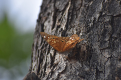 Asterocampa celtis antonia