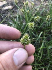 Carex jonesii