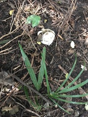 Melicytus ramiflorus