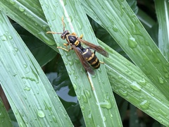 Polistes jokahamae