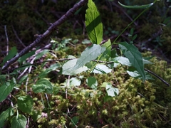 Campanula scouleri