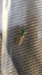 Agapostemon melliventris