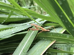 Tenodera sinensis