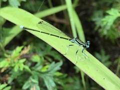 Pseudocopera annulata