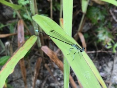 Pseudocopera annulata