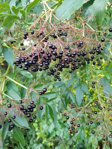 Sambucus canadensis image