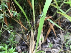 Pseudocopera annulata