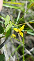 Xyris montana