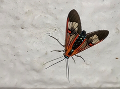 Cosmosoma cingulatum