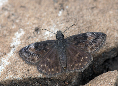 Erynnis lucilius