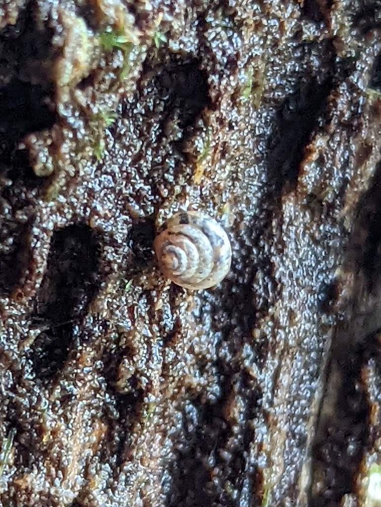 Coneuplecta microconus