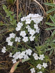 Phlox pulvinata