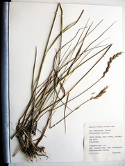 Elymus coreanus