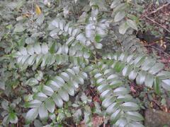 Cnestis polyphylla