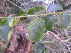 Combretum microphyllum