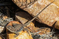 Ctenophorus modestus