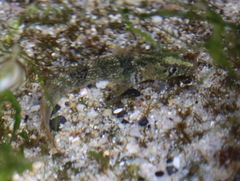 Sad Klipfish photo 5