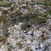 Sad Klipfish - Photo (c) Ben Zerante, some rights reserved (CC BY-NC), uploaded by Ben Zerante