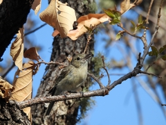 Vireo huttoni cognatus