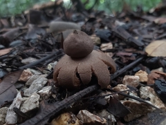 Geastrum pectinatum