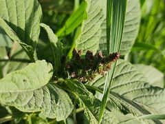Amaranthus
