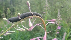 Proserpinus flavofasciata