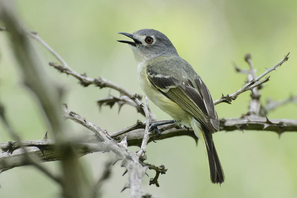 Dwarf Vireo photo