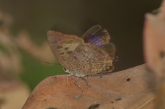 Arhopala hellenore
