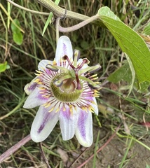 Passiflora alnifolia