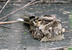 Caprimulgus asiaticus