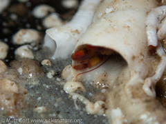 Discorsopagurus schmitti