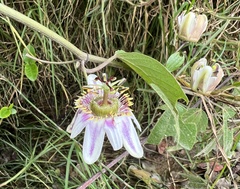 Passiflora alnifolia