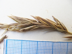 Elymus coreanus