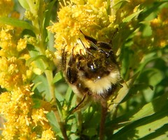 Bombus flavidus flavidus