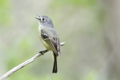 Vireo nelsoni