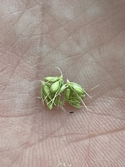 Setaria verticillata