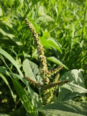Amaranthus