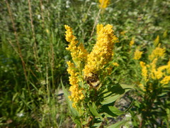 Bombus flavidus flavidus
