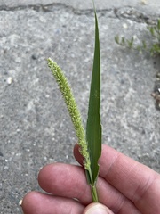 Setaria verticillata
