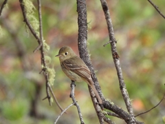 Empidonax difficilis cineritius