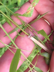 Dichanthelium microcarpon