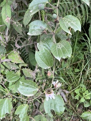 Passiflora alnifolia