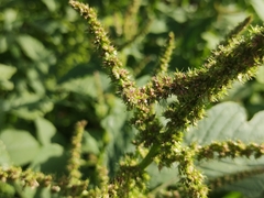 Amaranthus