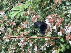 Papilio memnon thunbergii
