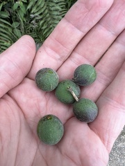 Passiflora alnifolia