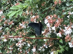 Papilio memnon thunbergii