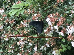 Papilio memnon thunbergii